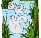 Dibujo Cisnes pintado por flotando