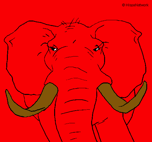 Elefante africano