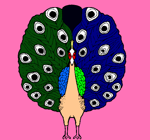 Pavo real