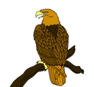 Dibujo Águila en una rama pintado por aguila