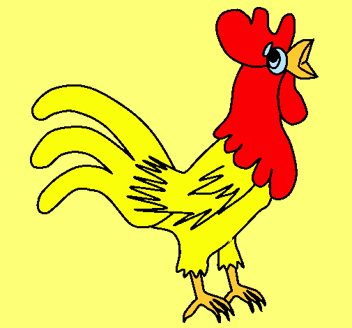 Gallo