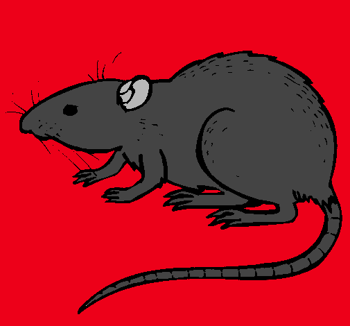 Dibujo Rata subterráena pintado por monsita