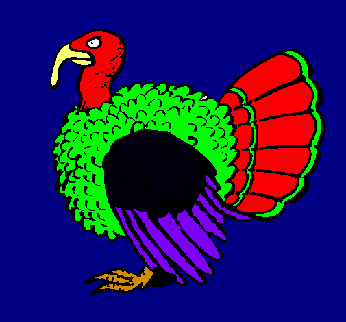 Pavo 