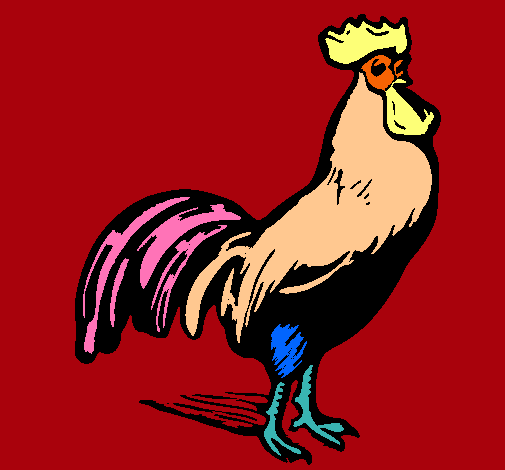 Gallo gallardo