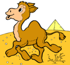 Dibujo Camello pintado por rodri
