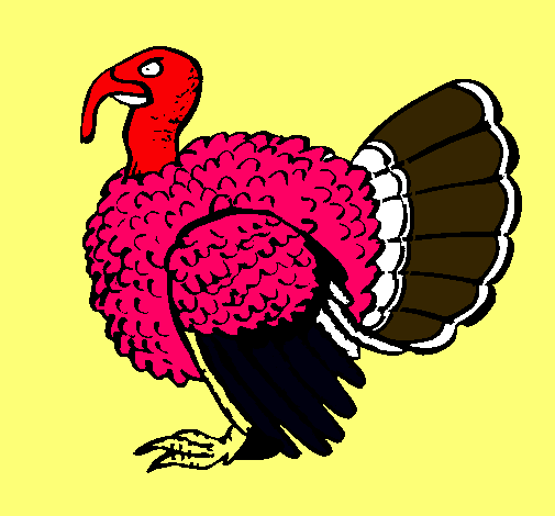 Pavo 