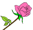 Dibujo Rosa pintado por leliana