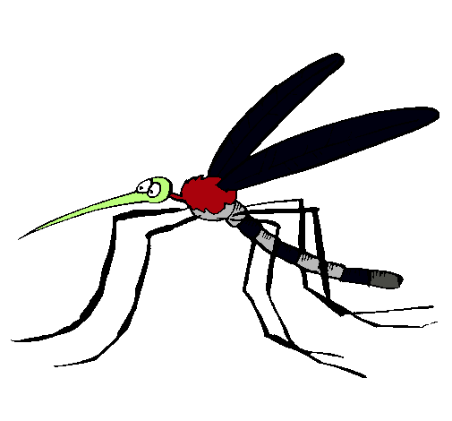 Mosquito