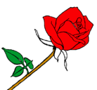 Dibujo Rosa pintado por nikol