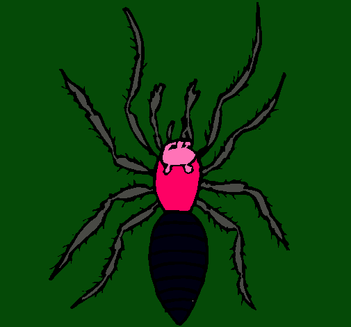 Araña tigre