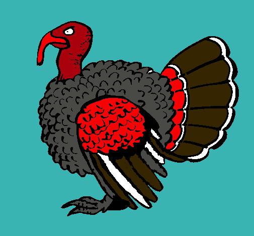 Pavo 