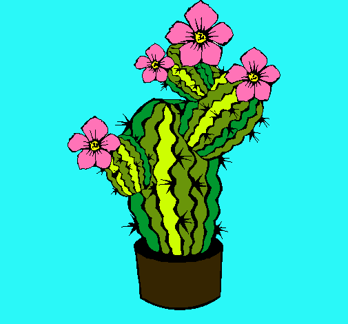 Flores de cactus