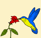 Dibujo Colibrí y una flor pintado por colibri