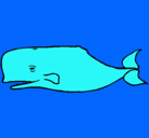 Dibujo Ballena azul pintado por ballena