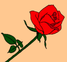 Dibujo Rosa pintado por camuri