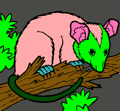 Ardilla possum