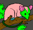 Dibujo Ardilla possum pintado por 674xfdfggh