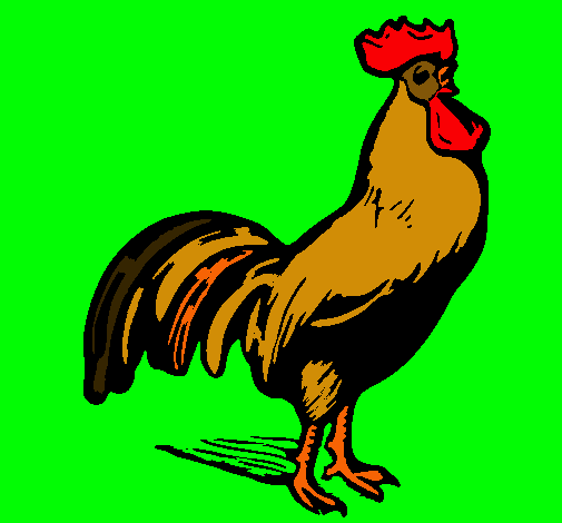 Gallo gallardo