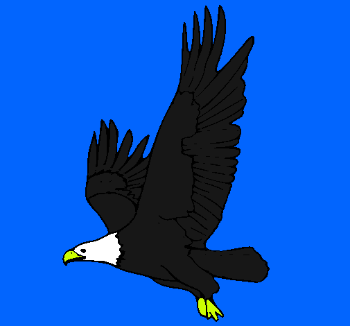 Águila volando