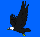 Dibujo Águila volando pintado por ana-falquet-ram