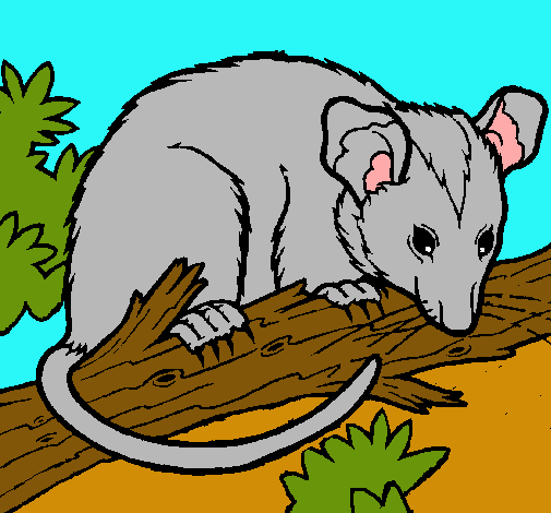 Ardilla possum