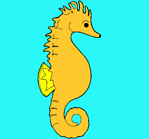 Caballito de mar