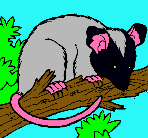 Dibujo Ardilla possum pintado por Daisy