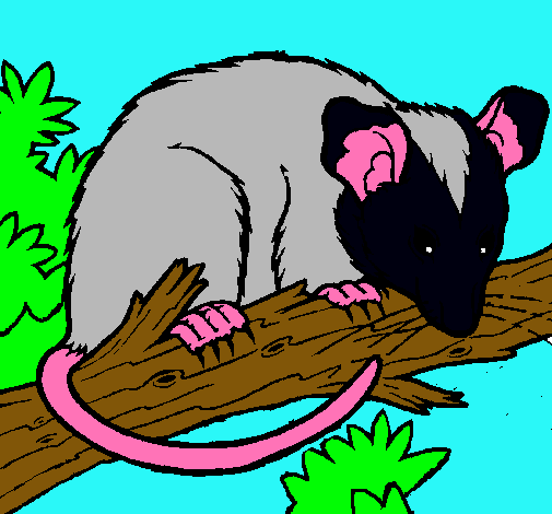 Ardilla possum