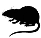 Dibujo Rata subterráena pintado por nikyjo