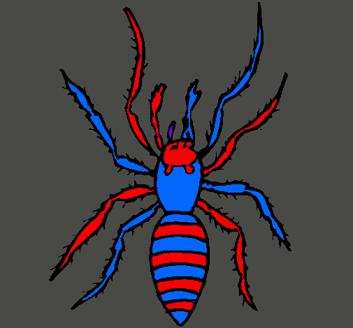 Araña tigre