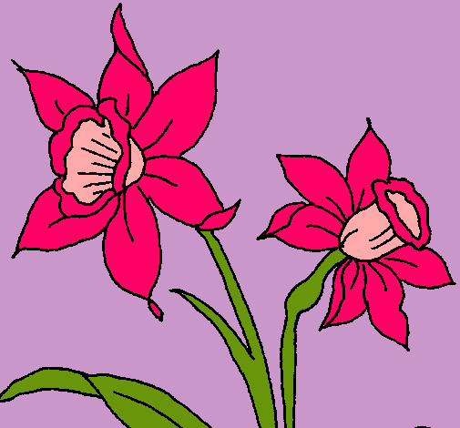 Dibujo de Orquídea pintado por Coloresk en  el día 07-02-11 a  las 15:03:16. Imprime, pinta o colorea tus propios dibujos!
