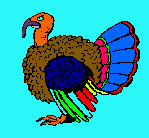 Pavo 