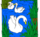 Dibujo Cisnes pintado por pabono