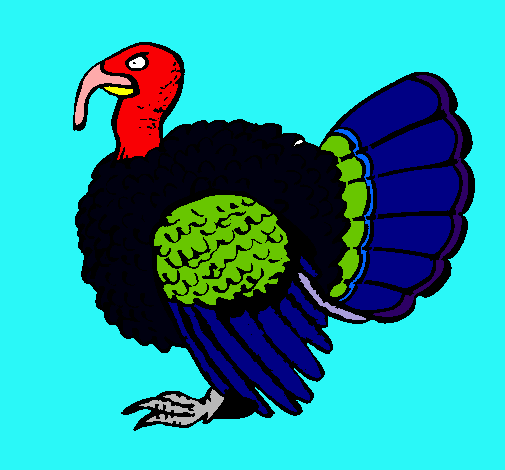 Pavo 