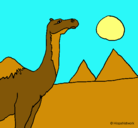 Dibujo Camello pintado por pequenajo8