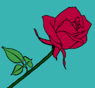 Dibujo Rosa pintado por vicktoria