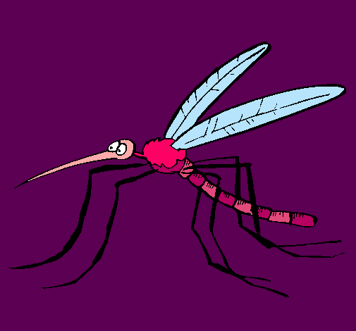 Mosquito