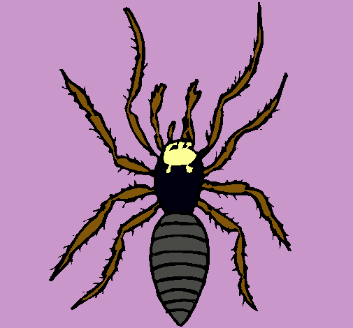 Araña tigre