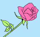Dibujo Rosa pintado por gemmalasa