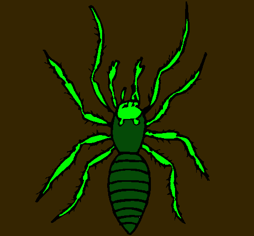 Araña tigre