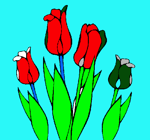 Tulipanes