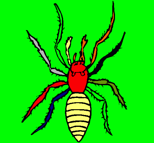 Araña tigre