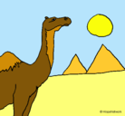 Dibujo Camello pintado por jazmille