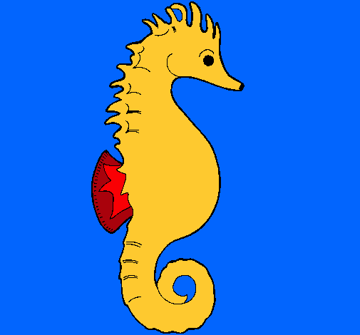 Caballito de mar