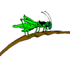 Dibujo Saltamontes en una rama pintado por leopoldo2002
