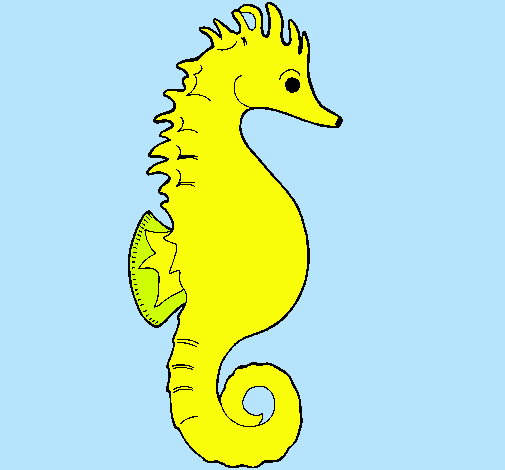 Caballito de mar