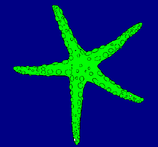 Estrellita de mar