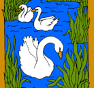 Dibujo Cisnes pintado por LESNYSS