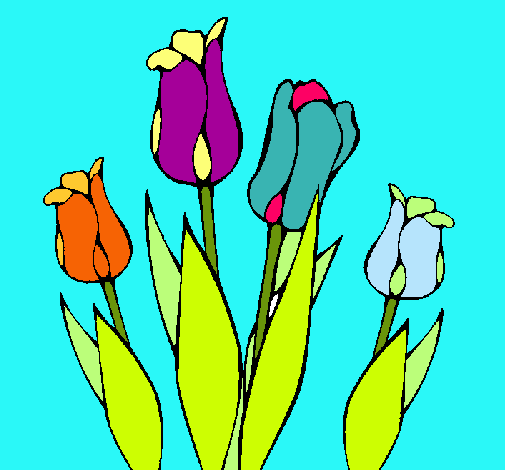 Tulipanes