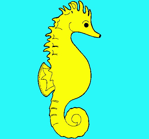 Caballito de mar